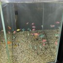 신방통정지구 | 천안 수족관 카페, 천안 수족관, 신방통정지구 수족관 내돈내산 후기