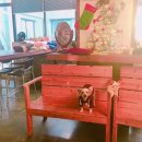 킹콩하우스 애견카페 이미지