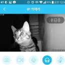 부산고양이미용&호텔 냥스타그램 이미지