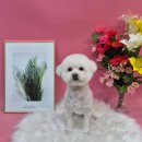 댕댕뷰티 이미지