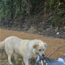 사랑할~개 이미지