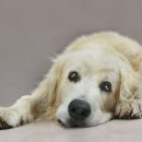 더좋은 동물병원 이미지