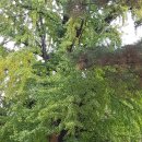 나드리까페 이미지