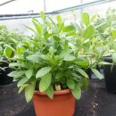 룰루랄라PC 이미지