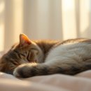 [신규]문해력up 창의독서 | 단꿈e, 우리 아이 문해력 책임질까? 솔직 후기