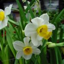 Seven Daffodils (일곱송이 수선화) 이미지
