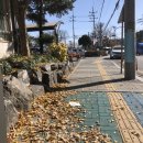 [일상DAILY]콩불 유부초밥 만들어 먹은 날 🍁
