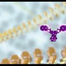 The Central Dogma 이미지