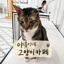 세븐일레븐 호매실21단지점 | 수원고양이카페추천 야옹이네 고양이카페 힐링 하고온 후기~