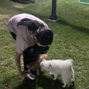 중마애견 이미지