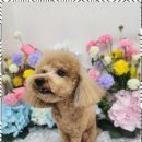 오늘도 예쁘개 이미지