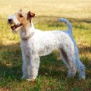 애견백과 - 와이어 폭스 테리어 (Wire Fox Terrier) 이미지