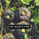 마지막 유기농밤호박을 수확하며 이미지