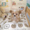 꽃강아지 이미지