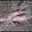 자연산약초마을 이미지