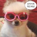 블랑365 | [클라라/누벨드블랑/라비노체] 드레스투어 후기