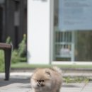 아르르펫 이미지