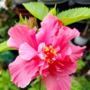 환타지아 이미지