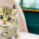 블리독 서울점 고양이 강아지분양 말티푸 비숑 포메라니안 이미지