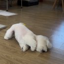 안다 펫살롱 이미지