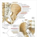 ＜질환정보＞ 천장관절 증후군(Sacroiliac Syndrome) 이미지