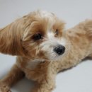 아인스동물병원 이미지