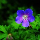 하나 행정사 이미지