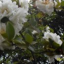 삼무공원 이미지