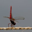 바지랑대 이미지