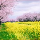 서귀포종합관광안내소 이미지