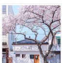카페 소은 <재재나무샘 수업> 제주의 <b>카페</b> <b>소은</b>, 벚꽃 풍경