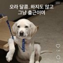 도마도 네이버블로그