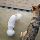 파워독 | [원주 애견카페] 젠틀독 / 2000평대 애견운동장