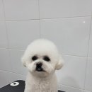 멍멍살롱 | 익산강아지미용 익산 멍멍살롱에서 진심을 경험하다