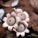 Geastrum sessile 테두리방귀버섯-동백동산07,7,20 (2) 이미지