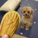 해피퍼피스데이 이미지