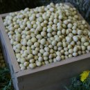 청정신흥마을 이미지