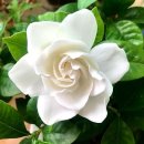 그해 여름 이미지