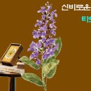 신비한 타로의 세계 이미지