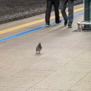 지에스 25 고덕삼성본점 | 2025년 12월 31일