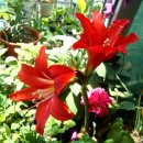 아마릴리스 이미지