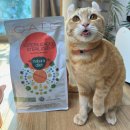 나투라 | <26년 설+세일> 고양이사료 추천! 유리너리사료 &amp; 고양이다이어트사료 나투라다이어트 캣 솔직 후기