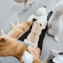 약지애견카페 | 인천 약지 상주견 애견카페 50마리 초대형 솔직 후기