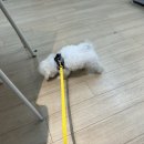 퍼피원데이 | [놀로스퀘어] 뭉이의 원데이 퍼피 클래스 후기