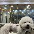 야옹아 멍멍해봐(봉명동) 이미지