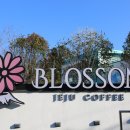 돼지블라썸 이미지