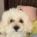 리즈퍼피 이미지