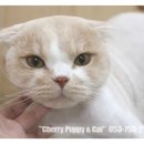 라니네 애견샵 이미지