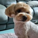 다정하개 이미지