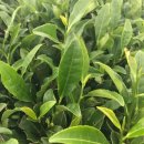 티 & 청 음료베리에이션 이미지